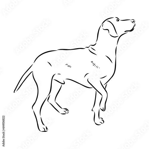 Austrian Black and Tan Hound austrian brandlbracke vector