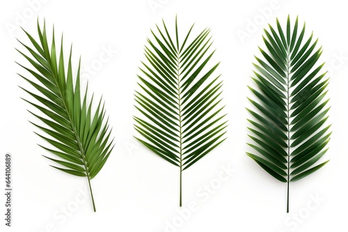 Green palm tree leaf on white background. Vibrant green palm tree branch on a white background. Cut-out plant part.