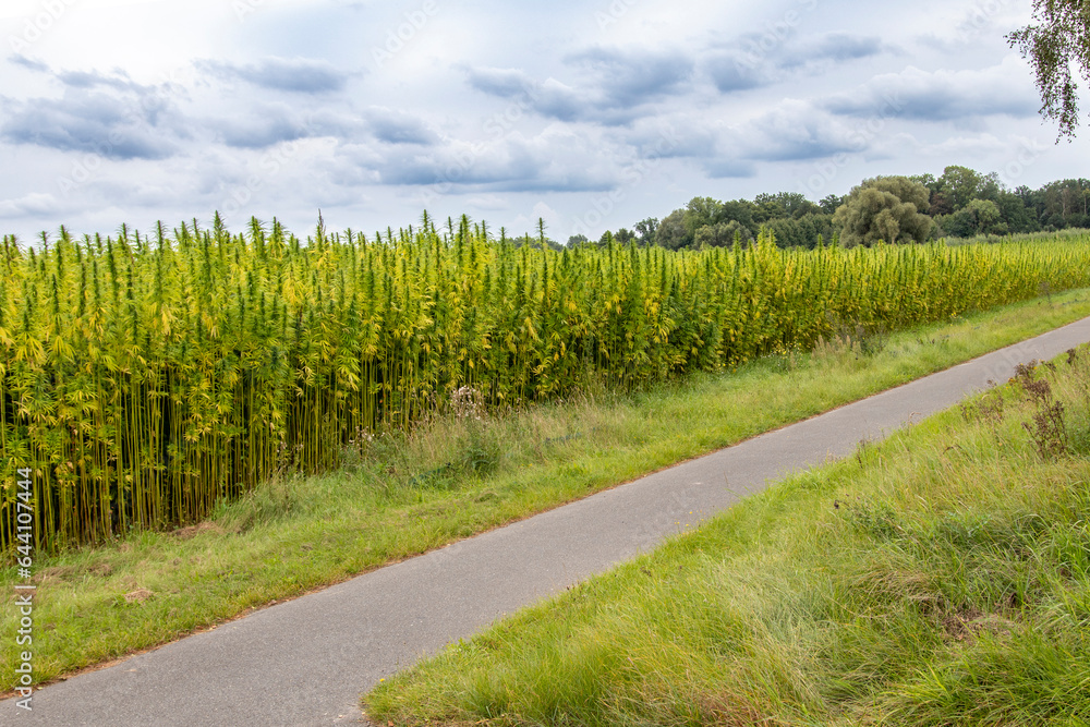 Obraz premium Hanf-Feld