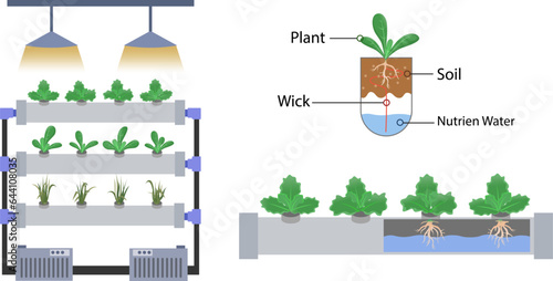 vegetable farming hydroponic system vector illustration, grow plant, agricultural industry, harvested vegetable, hydroponic educational diagrams