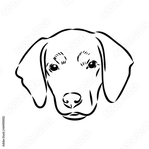 Austrian Black and Tan Hound austrian brandlbracke vector