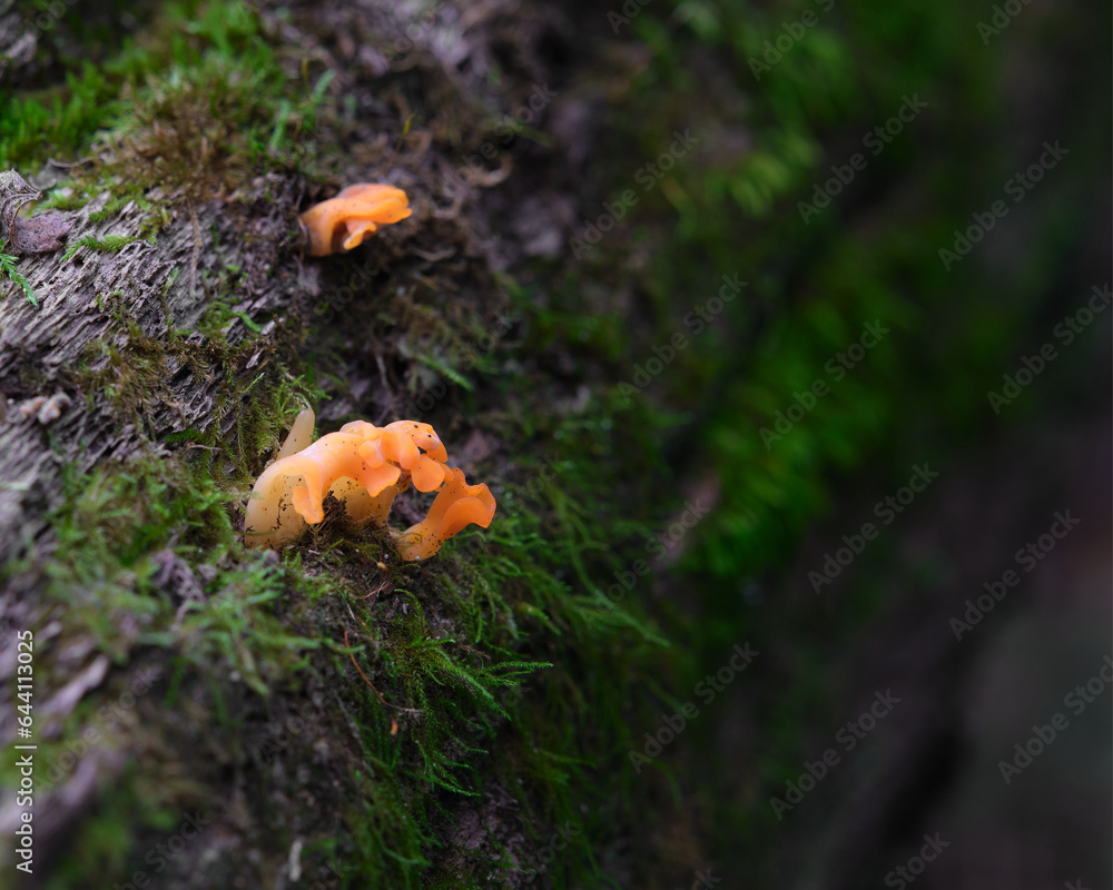 small orange fungi or fungus growing on an old moss covered log in the forest. This is a macro shot of the fungus small orange fungi or fungus growing on an old moss covered log in the forest. This is a macro shot of the fungus