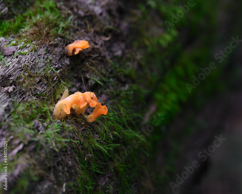 small orange fungi or fungus growing on an old moss covered log in the forest. This is a macro shot of the fungus