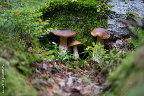Three porcini mushrooms growing in the forest near a large moss-covered rock.