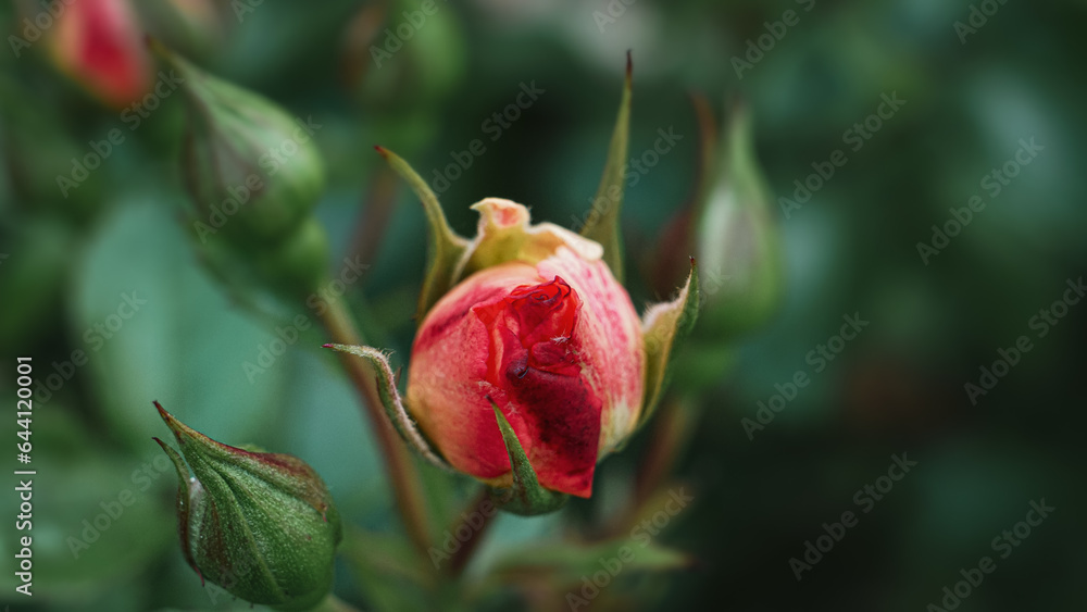 Macro Blush Rosebud on Green Nature Background, Rose, Rosebush Macro Blush Rosebud on Green Nature Background, Rose, Rosebush