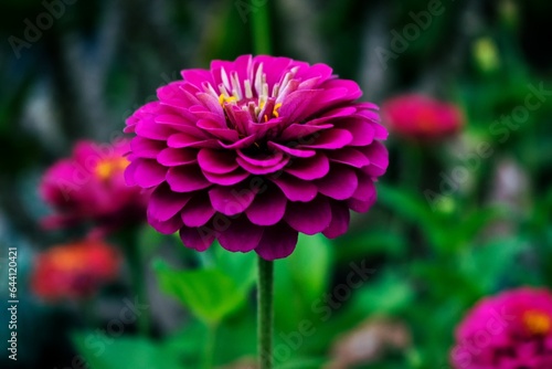 pink dahlia flower in garden