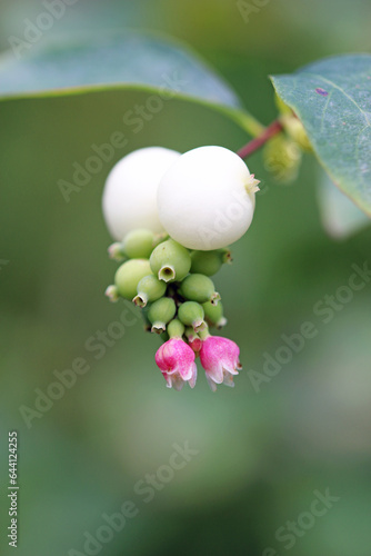 Snowberry pink flowers and white fruits in close up