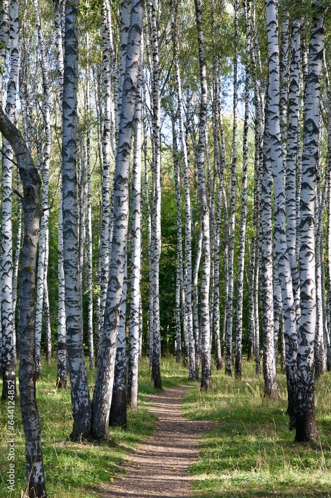 Walking path in a sunny birch grove in early autumn Walking path in a sunny birch grove in early autumn
