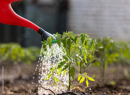 Gardening concept.Watering seedling tomato plant in greenhouse garden with red watering can. 
