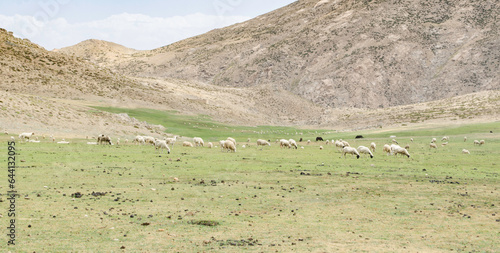 Majestic horses grazing in beautiful wild nature, wide open spaces with green pastures in the middle of summer beautiful Tichka park in the south west High Atlas mountains, Morocco