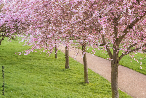 Cherry blossoms at Alexandra Park in London, England, during spring 