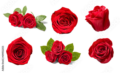 flower rose petal blosspm background