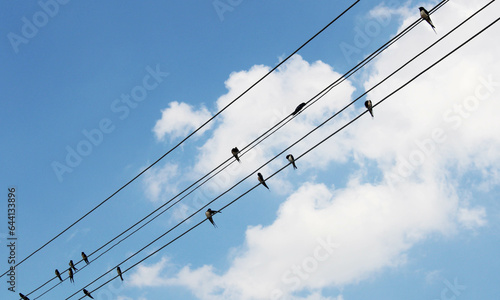 Swallows sits on electric wires against the sky. bird on wires