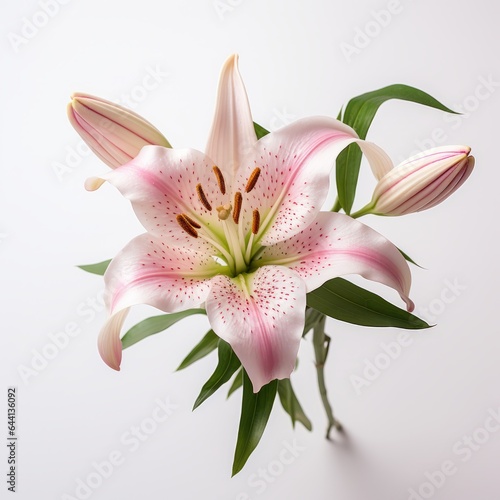 Photo of Lily Flower isolated on a white background