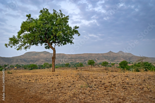 Lone tree on hill with rail track and bridge in the background hill outside the village in Maharashtra, India photo