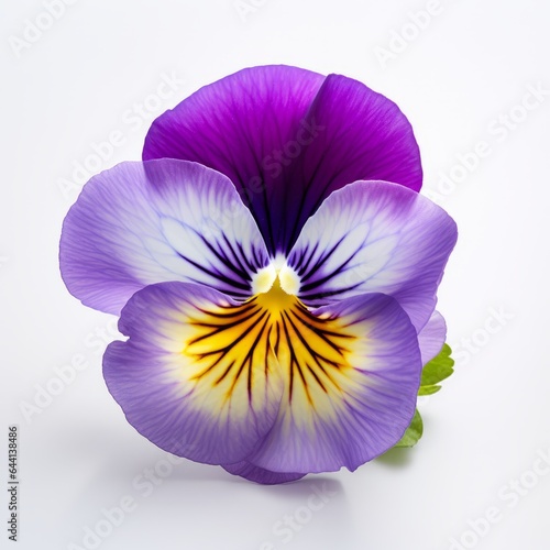 Photo of Pansy Flower isolated on a white background
