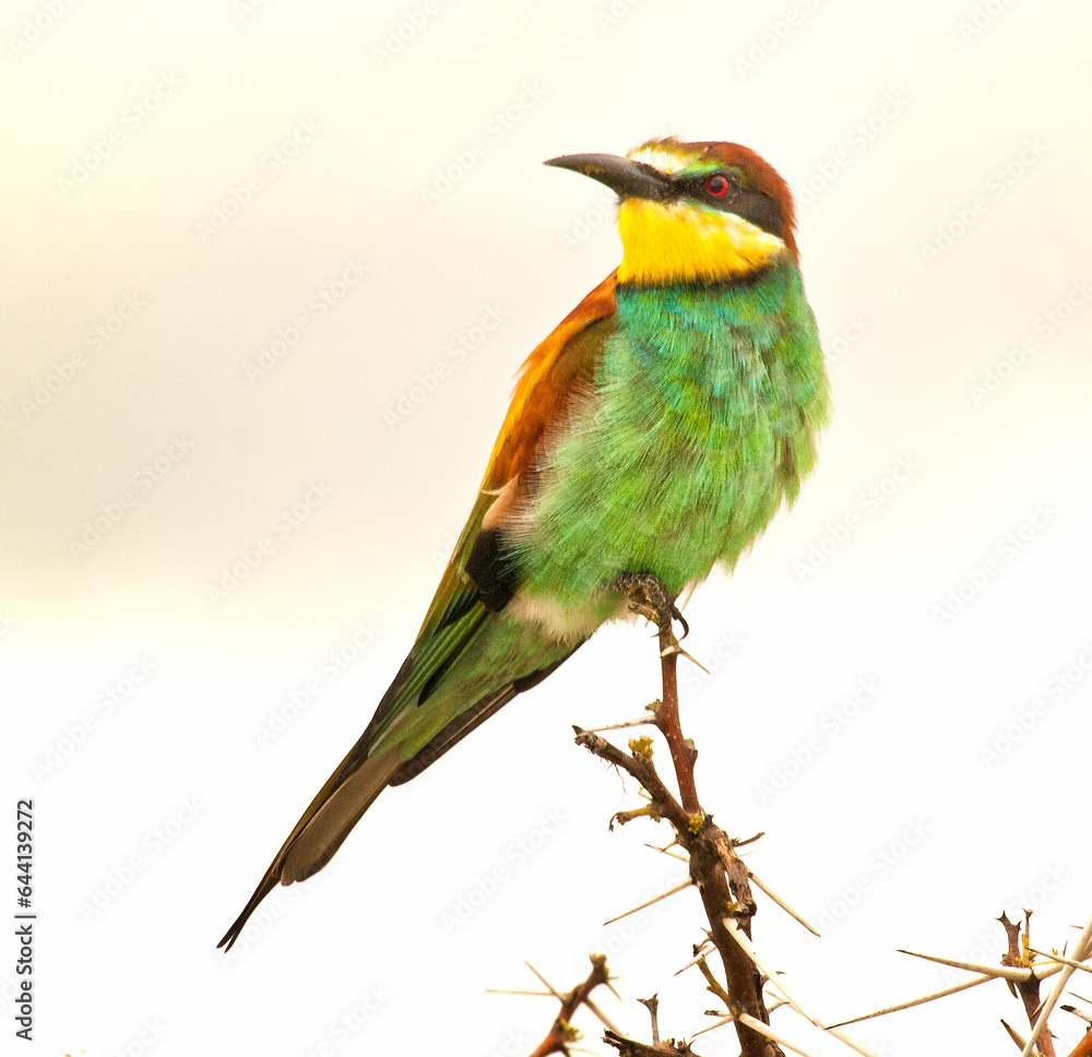Fototapeta premium European Bee Eater, Namibia, Africa.