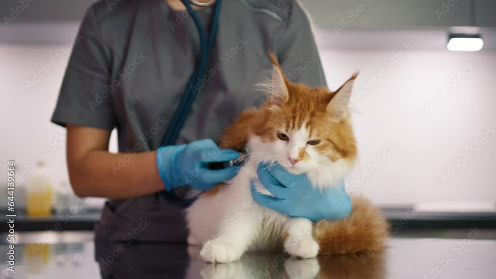 Veterinary doctor using stethoscope for checking up cat in vet clinic. Female veterinarian assessing cat's health. Vet specialist treating Maine coon with stethoscope on examination table in hospital Veterinary doctor using stethoscope for checking up cat in vet clinic. Female veterinarian assessing cat's health. Vet specialist treating Maine coon with stethoscope on examination table in hospital