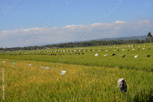 landscape of field