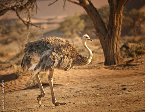 Ostrich in the sand dunes, Soussusvlei, Namibia, Africa. photo