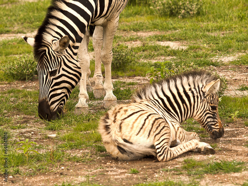 Zebra and baby  Namibia  Africa.
