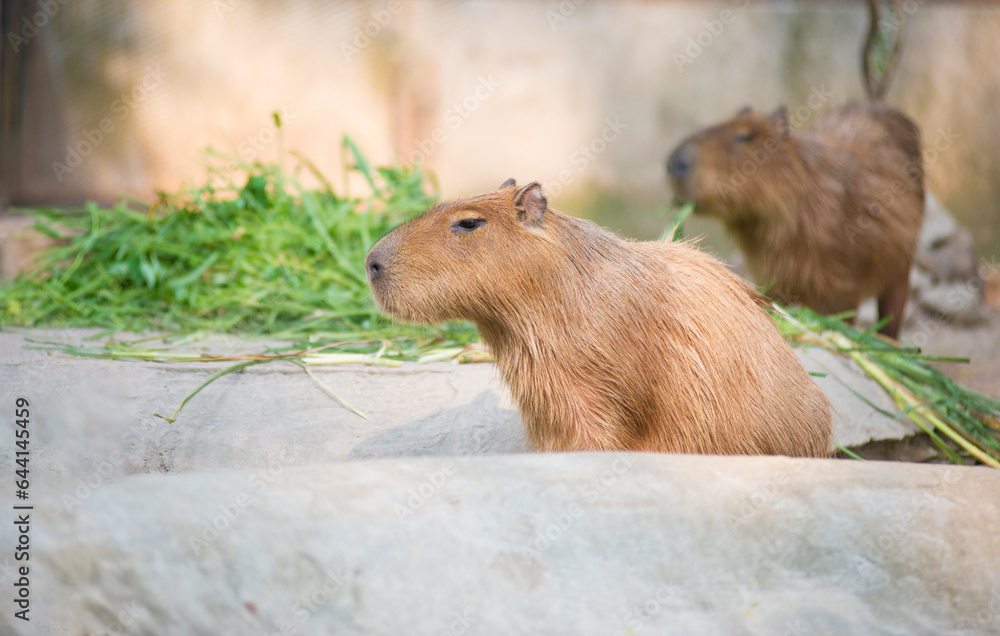 Rare wild animals raised in open zoos in their natural environment.