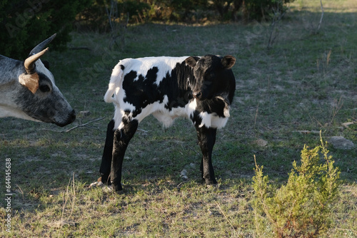 Hybrid vigor of crossbred beef calf on farm with cow in Texas field. © ccestep8