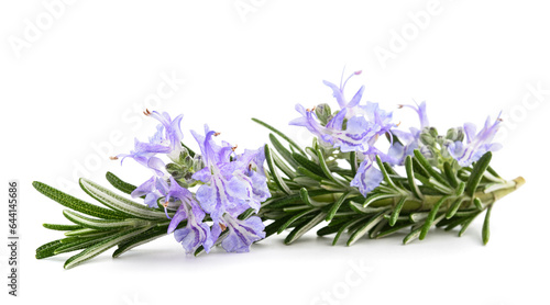 Rosemary sprig in flower