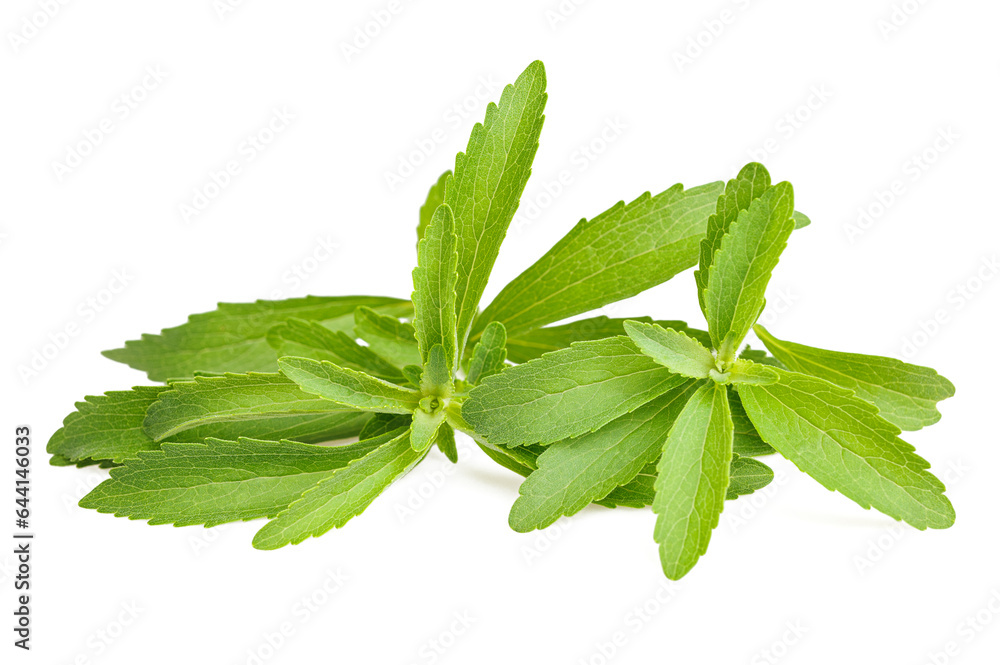Stevia rebaudiana Stevia rebaudiana