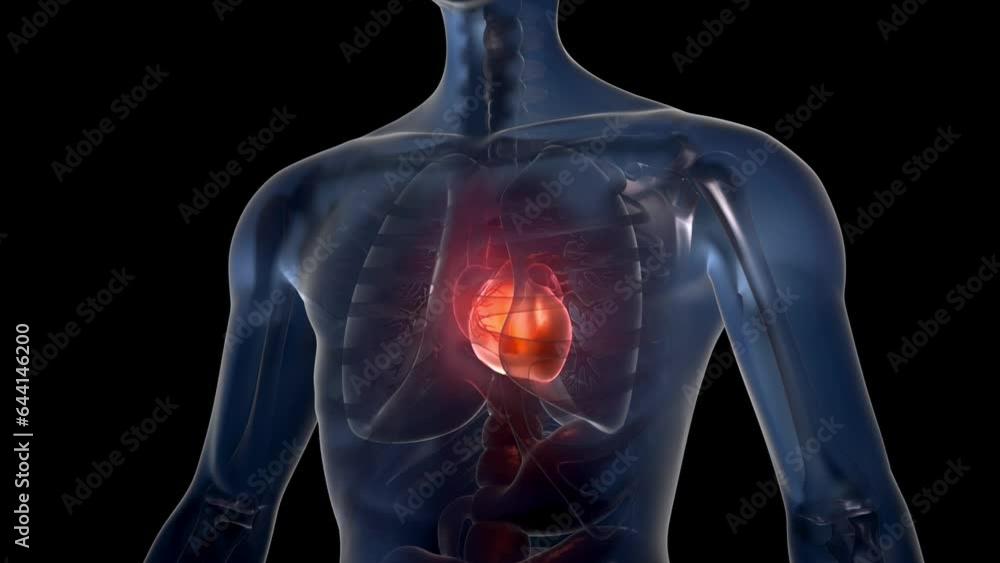 Heartbeat, human chest with beating heart, medical animation