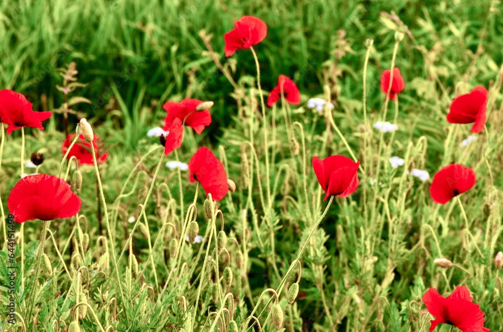 Beautiful poppies in a field among grass plants. Beautiful poppies in a field among grass plants.