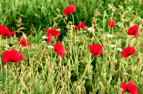 Beautiful poppies in a field among grass plants.