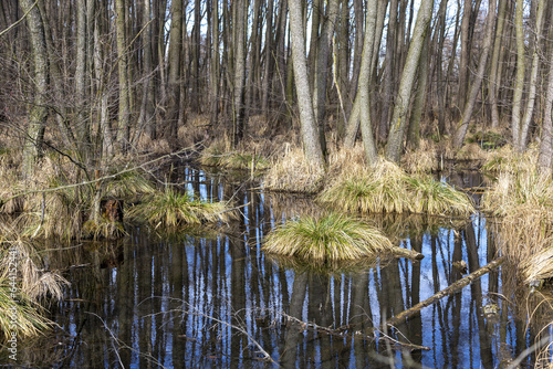 reeds in the water