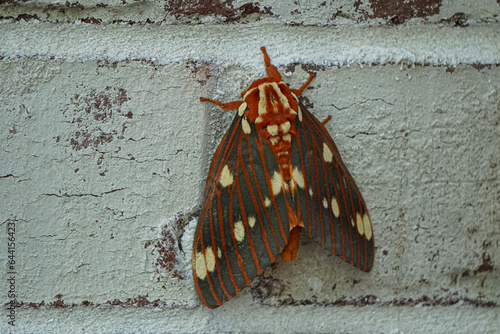Royal walnut moth on wall