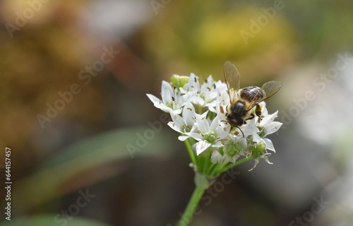 Biene auf einer Schnittknoblauch-Blüte © christiane65