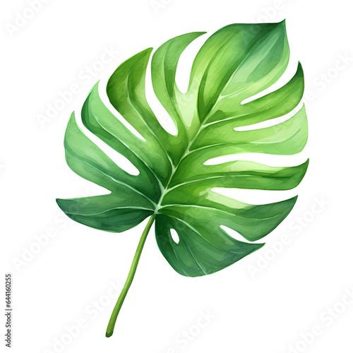 watercolor monstera leaf isolated on white background