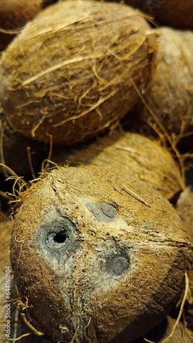 Large whole coconuts, natural coconuts