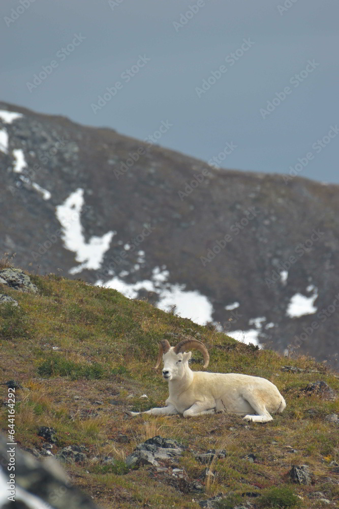 Dall Sheep in Alaskan Mountains