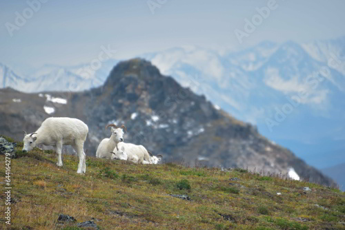 Dall Sheep in Alaskan Mountains