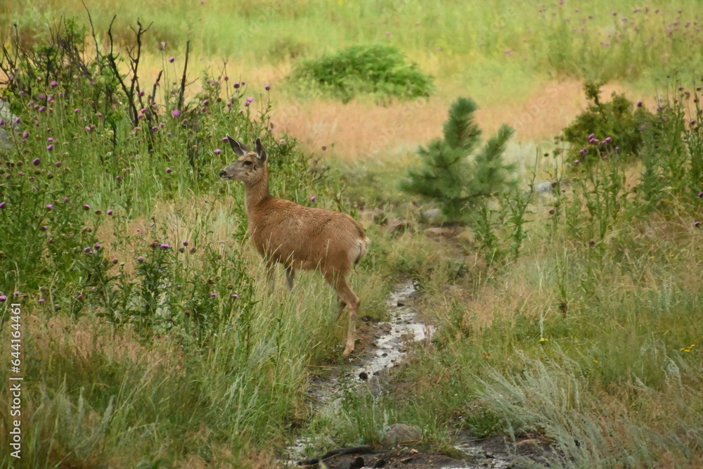 Deer at a stream Deer at a stream