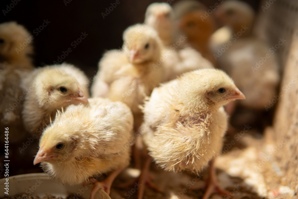 Detail of small yellow chickens inside of a wooden chicken coop Detail of small yellow chickens inside of a wooden chicken coop