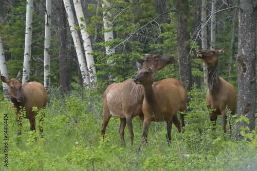 Group of elk