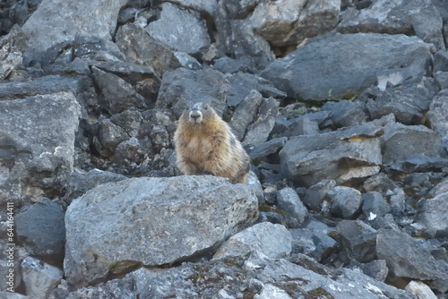 Marmot