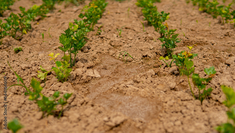parsley growing in the field in straight rows parsley growing in the field in straight rows