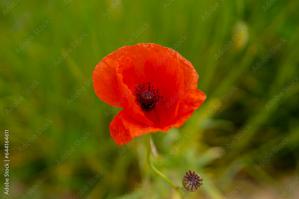 detail of poppy seed flower growing in the field