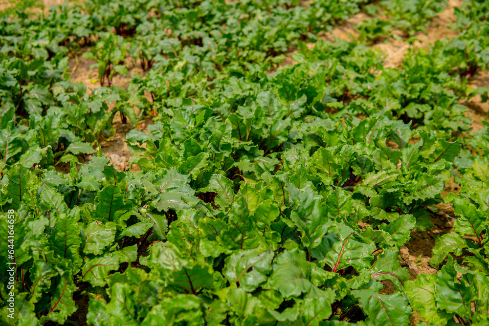 beetroot growing in the field in straight rows beetroot growing in the field in straight rows