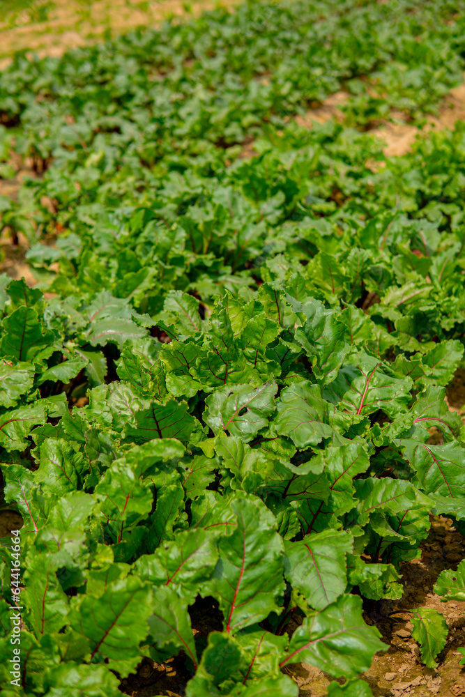 beetroot growing in the field in straight rows beetroot growing in the field in straight rows