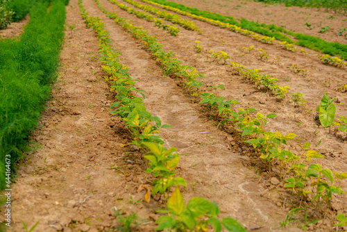 string bean growing in the field in straight rows