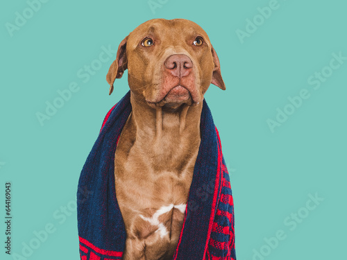 Cute brown dog and blue towel. Grooming dog. Close-up  indoors. Studio photo. Concept of care  education  obedience training and raising pets