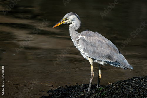 Grey Heron at Burghead Harbour, SCotland.